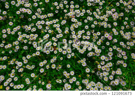 daisies flowers in a garden at spring in France 121091673