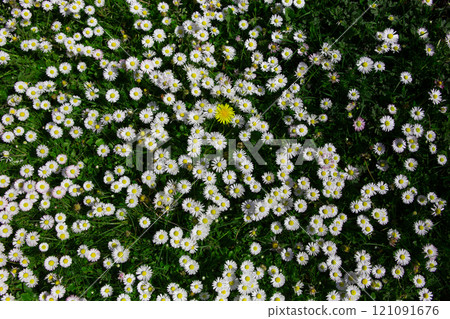 daisies flowers in a garden at spring in France daisies flowers in a garden at spring in France 121091676