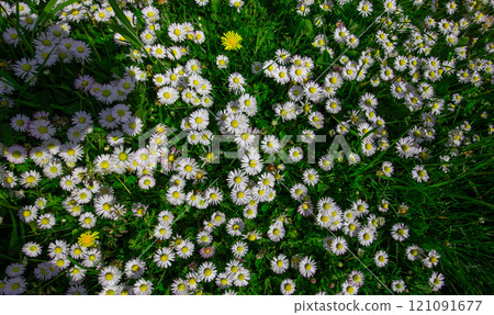 daisies flowers in a garden at spring in France daisies flowers in a garden at spring in France 121091677
