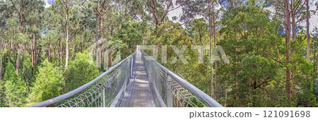 Elevated treetop walkway amidst tall eucalyptus trees in Great Otway National Park Elevated treetop walkway amidst tall eucalyptus trees in Great Otway National Park 121091698