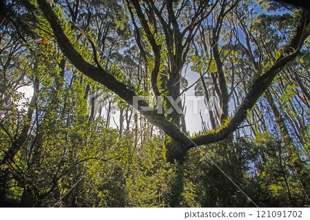 Massive tree with aerial roots and lush green canopy in Great Otway National Park 121091702