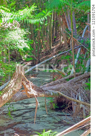 Fallen trees over a serene creek surrounded by dense rainforest in Great Otway National Park 121091704