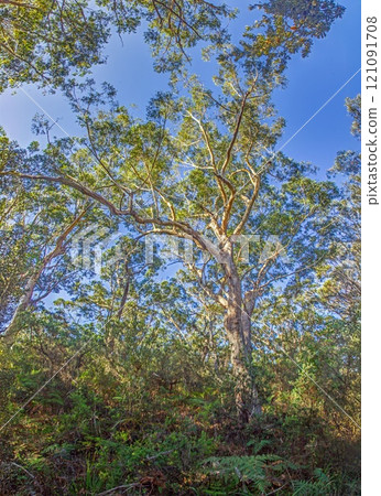 Massive tree with aerial roots and lush green canopy in Great Otway National Park 121091708