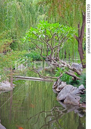 A tranquil garden pond surrounded by lush green trees and rocks, reflecting natures beauty 121091709