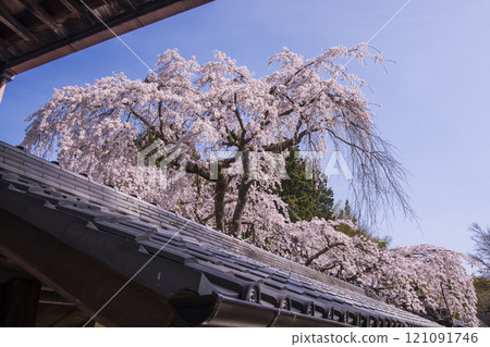 盛開的成平櫻花。 121091746