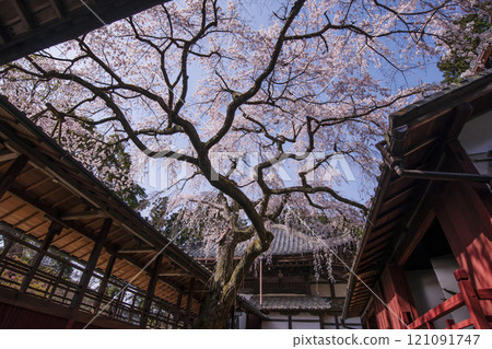 盛開的成平櫻花。 121091747