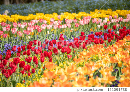 Red tulip 121091788