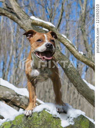 staffordshire bull terrier 121092010