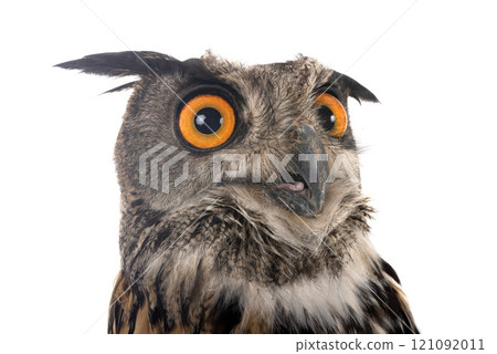 Eurasian eagle-owl in studio Eurasian eagle-owl in studio 121092011