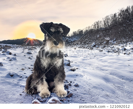 miniature schnauzer in nature 121092012