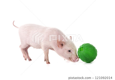 miniature pig in studio 121092014