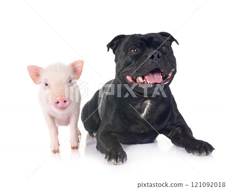miniature pig and staffy miniature pig and staffy 121092018