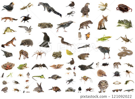 european wildlife in studio european wildlife in studio 121092022