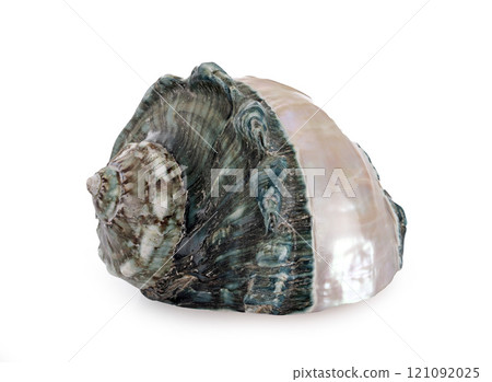 conch shell in studio conch shell in studio 121092025