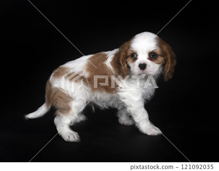 young cavalier king charles young cavalier king charles 121092035