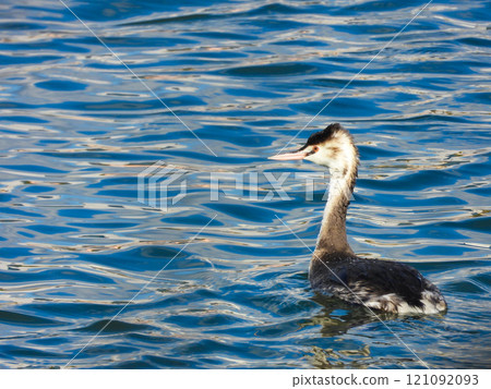 Great crested grebe swimming in winter lake 121092093
