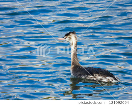 Great crested grebe swimming in winter lake 121092094
