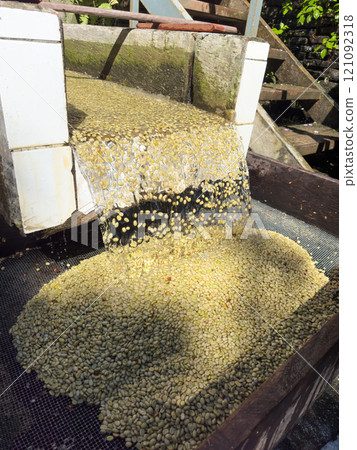 Water cascades over freshly washed coffee beans in processing facility 121092318