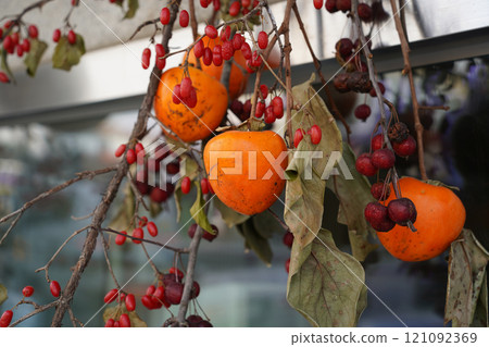 A Korean rural landscape with persimmons drying 121092369