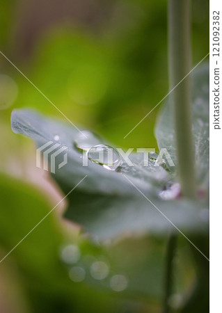 Water droplets on leaves after rain 121092382