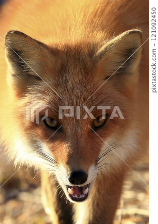 Dear Mr. Ok, 121092450