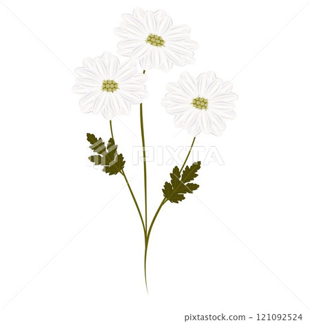 Three chamomiles flowers isolated on white background. 121092524