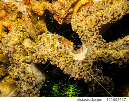 Goniopora species, Daisy or Flowerpot coral, the early explorers thought it was plants instead of animals. 121092637