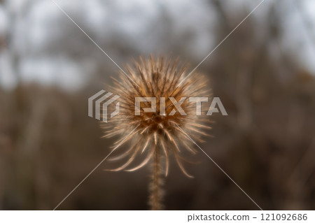 A close-up picture of a dry Yellowflower teasel or Dipsacus strigosus. Blurry background 121092686