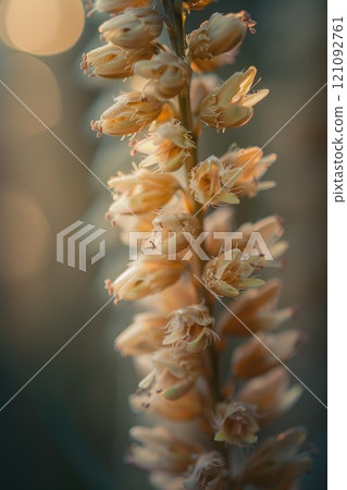 Serene Close-Up of Delicate Wildflowers in Golden Hour Light 121092761