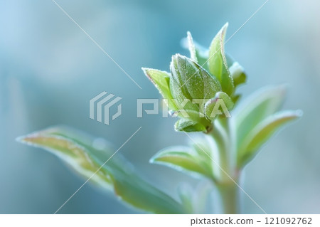 macro images of plants and flowers, soft focus, grainy, minimalistic, soft light 121092762