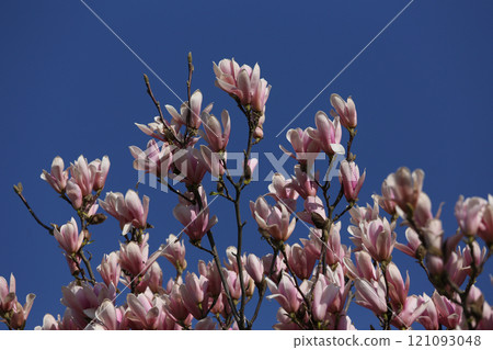 Magnolia tree flowers at spring Magnolia tree flowers at spring 121093048
