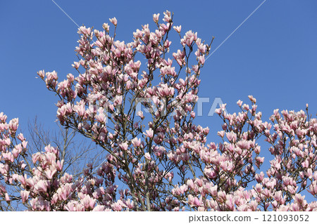Magnolia tree flowers at spring 121093052