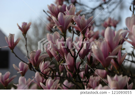 Magnolia tree flowers at spring Magnolia tree flowers at spring 121093055