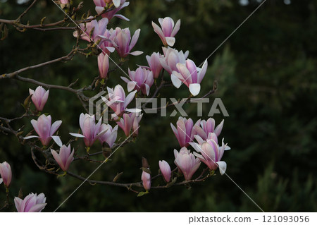 Magnolia tree flowers at spring Magnolia tree flowers at spring 121093056