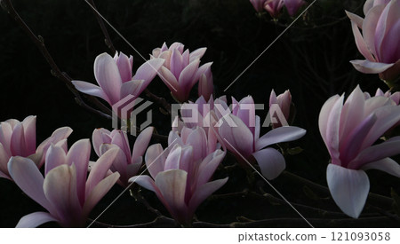 Magnolia tree flowers at spring Magnolia tree flowers at spring 121093058