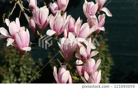 Magnolia tree flowers at spring Magnolia tree flowers at spring 121093059