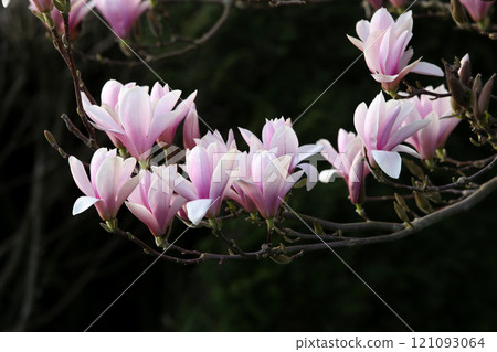Magnolia tree flowers at spring Magnolia tree flowers at spring 121093064