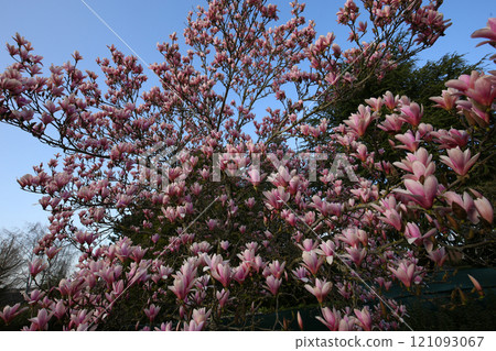 Magnolia tree flowers at spring Magnolia tree flowers at spring 121093067