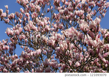 Magnolia tree flowers at spring Magnolia tree flowers at spring 121093070