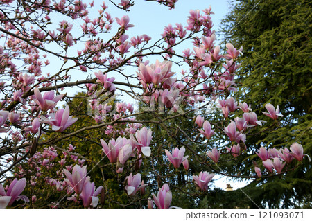 Magnolia tree flowers at spring Magnolia tree flowers at spring 121093071