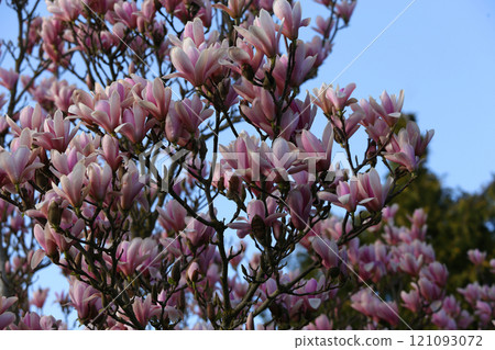 Magnolia tree flowers at spring 121093072