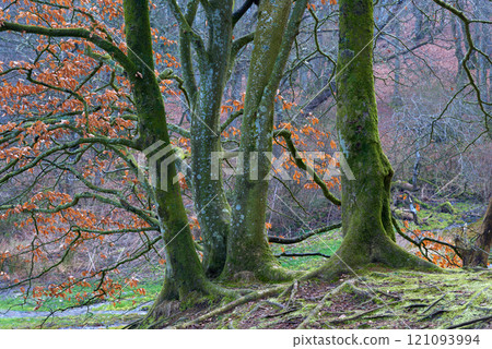 Trees with moss in a beautiful and magical forest. Trunk with roots protruding from the ground in woodland in Europe. Beautiful nature of the forest in autumn with bare branches and brown leaves Trees with moss in a beautiful and magical forest. Trunk with roots protruding from the ground in woodland in Europe. Beautiful nature of the forest in autumn with bare branches and brown leaves 121093994