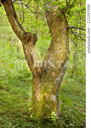 Trunk of an oak tree in green woods. Ancient acorn tree growing in a forest wilderness. One old tree with mossy bark and stump in uninhabited nature scene. Magical landscape to explore on adventure 121093996
