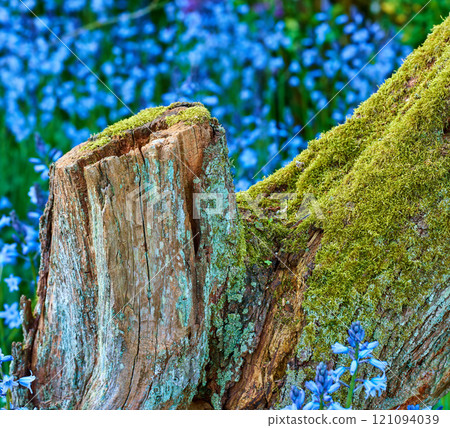 Mossy stump in a field of blue flowers. Moss covered decaying tree surrounded by vibrant wild bluebells in spring. Closeup view of colorful, stunning nature scene in a botanical garden or arboretum. Mossy stump in a field of blue flowers. Moss covered decaying tree surrounded by vibrant wild bluebells in spring. Closeup view of colorful, stunning nature scene in a botanical garden or arboretum. 121094039