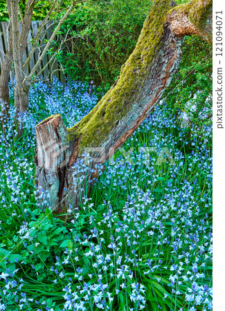 Top view of bluebell flowers in lush forest in summer. Blue plants growing in botanical garden in spring from above. Beautiful flowering plants budding in green backyard. Flora flourishing in nature 121094071