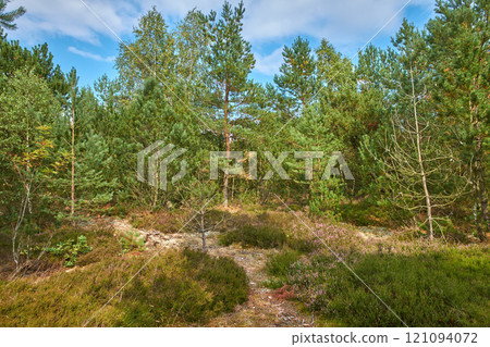 Beautiful green pine trees on the Carpathian mountains in Ukraine. Pleasing morning mountain forest scenery with blue cloudy sky in the background. A pine tree forest on a sunny day with green lush. 121094072