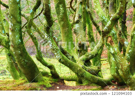 A group of mossy tree trunks covered in algae growing in a forest in summer. Various green bare stumps near a field in a nature background. Misshapen strange plants in a mysterious landscape outside 121094103
