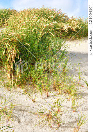 Landscape of sand dunes on the west coast of Jutland in Loekken, Denmark. Closeup of tufts of green grass and brown reeds growing on an empty beach. Scenic seaside to enjoy during summer vacation 121094104