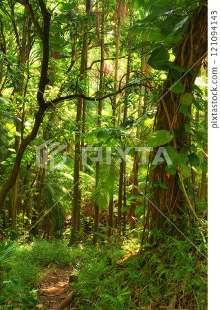 Trees of the green lush rainforest in Hawaii, USA. Footpath through a jungle forest as the sun peeks through trees in the summertime. Rays light into organic forest. Nature wood in the countryside 121094143