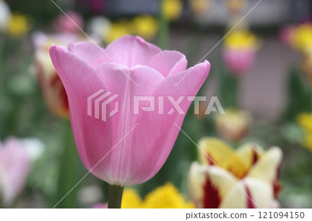 Close up of a double tulip flower on a spring day, natural sunlight. 121094150